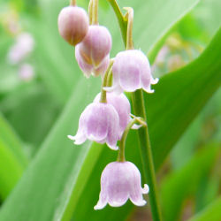 Muguet rosa, Lirio del Valle rosa